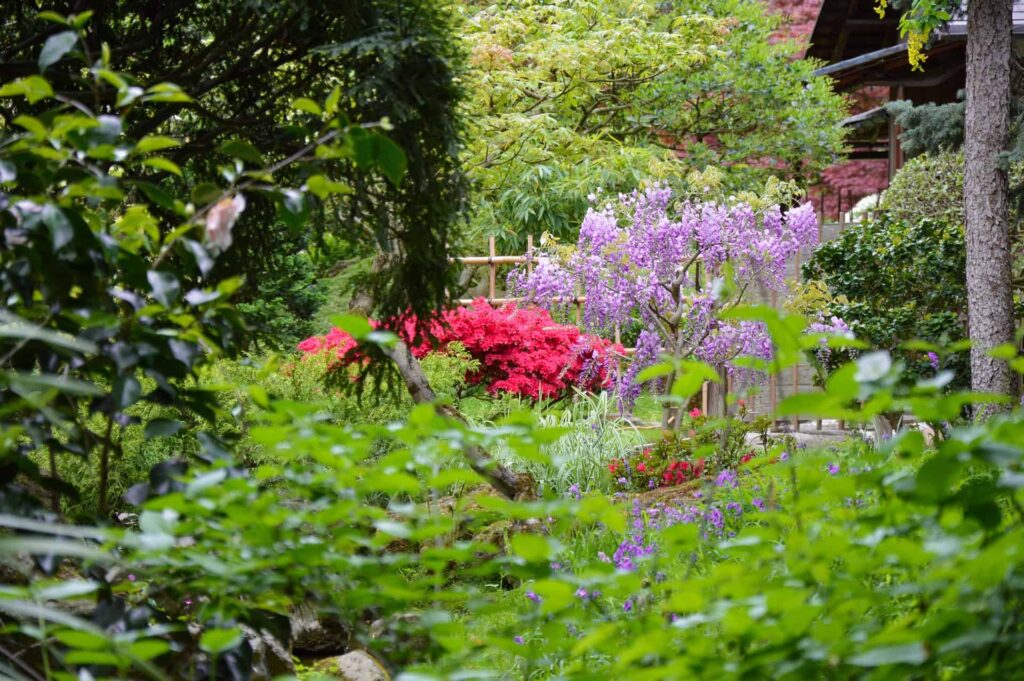 日本庭園のお花