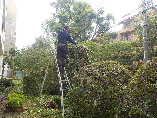 脚立で作業する庭師