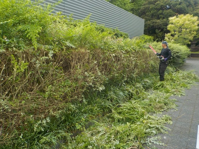 植物の手入れをする庭師